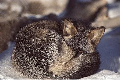 《生化危机：无尽黑暗》新剧照：克莱尔与沈梅超帅